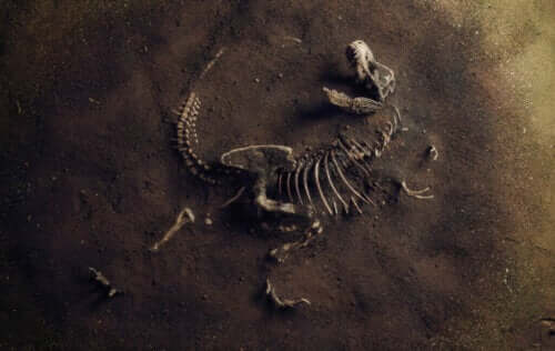 Hva er paleoøkologi?