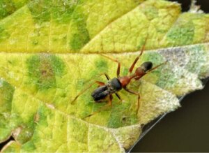 Maurlignende edderkopper: Slekten Myrmarachne