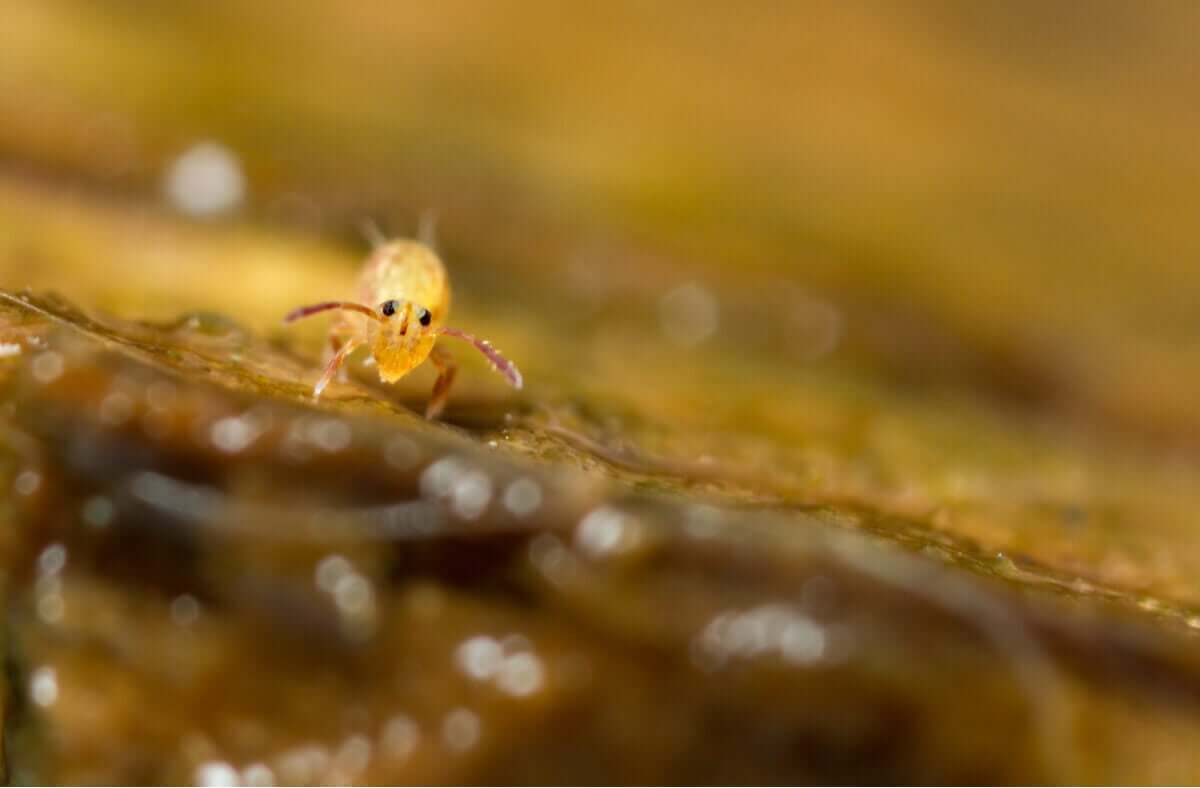 En liten gul spretthale