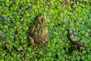 Tap av våtmarker: årsaker og konsekvenser