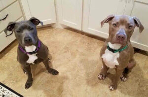 Hansel og Gretel: en sjarmerende historie