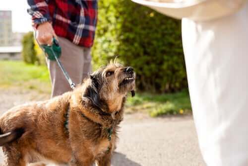 En hund som oppfører seg underlig mens han er i bånd
