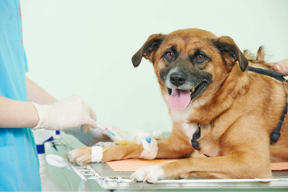 En hund hos veterinæren