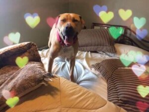 En omplasseringshund som ikke kunne finne et hjem: Bears triste historie