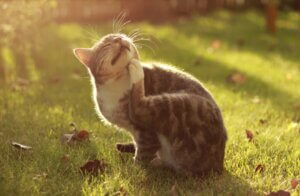 Årsaker til atopi: En overdrevet immunrespons