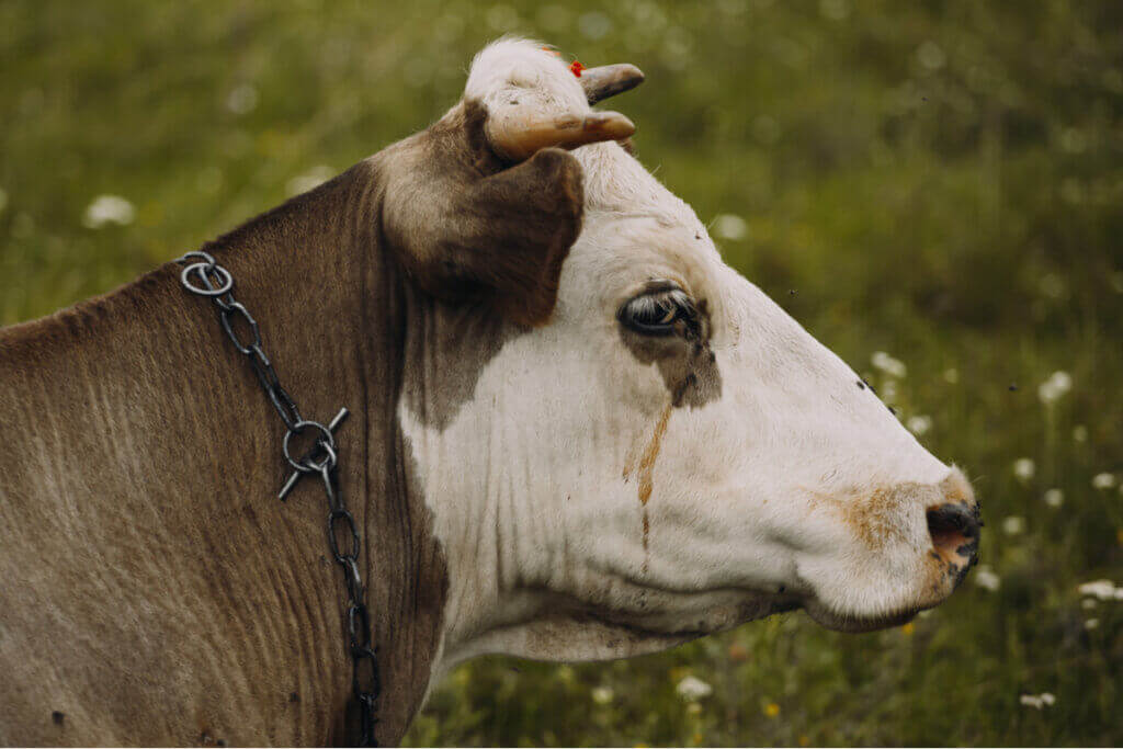 Babesiose og anaplasmose hos storfe: Hva er det?