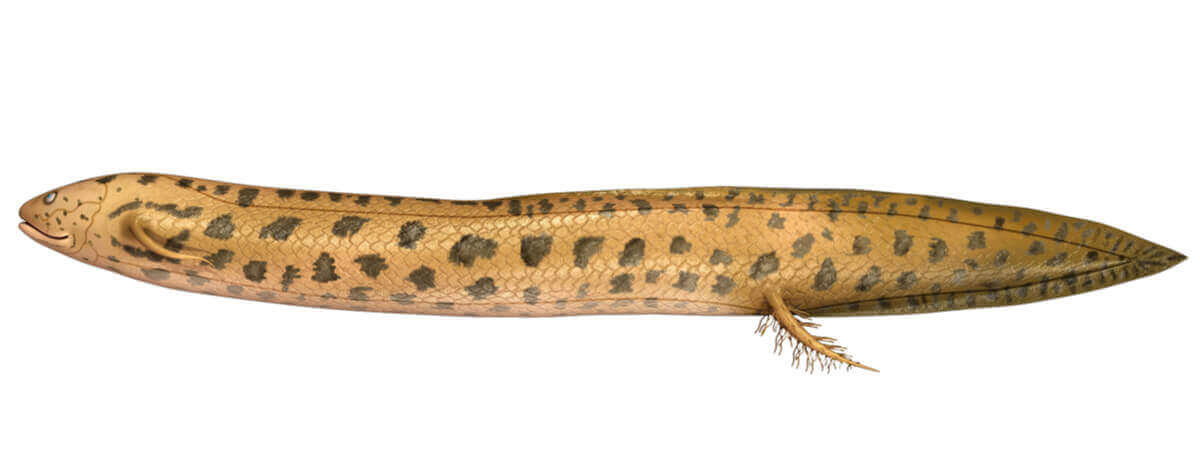 Lepidosiren paradoxa er en fisk med lunger