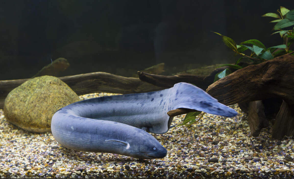 En Lepidosiren-paradoks i en akvarium