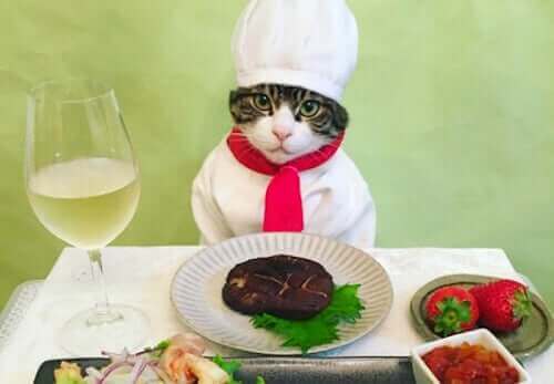 Katten Maro og hans Instagram-konto