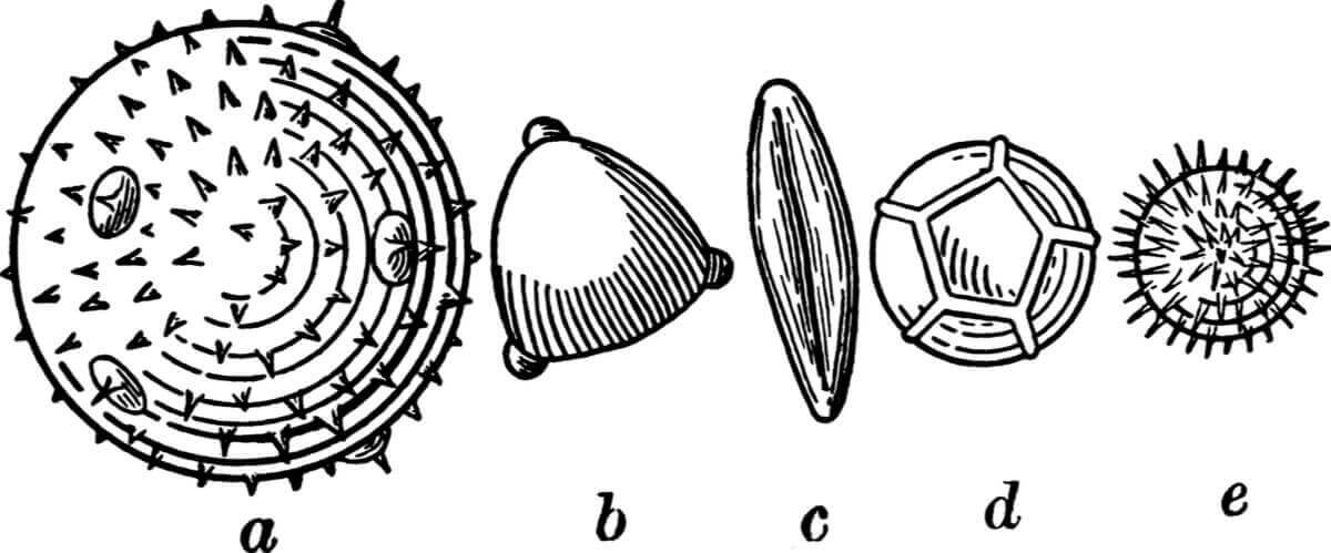Palynologi er viktig for paleoekologi