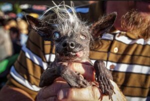 Konkurransen for stygge hunder - premiering av det "styggeste kjæledyret"