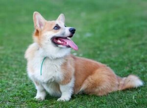 Welsh corgi: Møt denne søte hunderasen