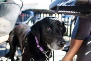 Å reise med fly sammen med hunden din: Ferietips