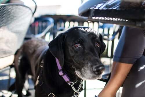 Å reise med fly sammen med hunden din: Ferietips