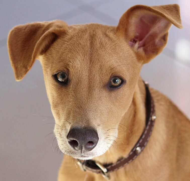 De viktigste afrikanske hunderasene: Africanis