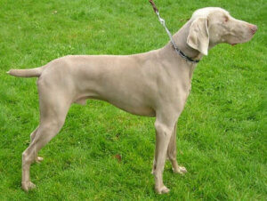 Alt du trenger å vite om hunderasen weimaraner