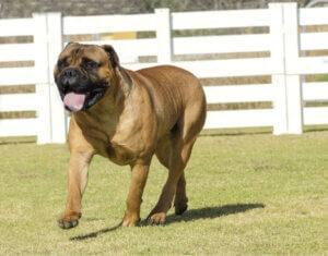 Karakteristikkene til og omsorg for bullmastiff