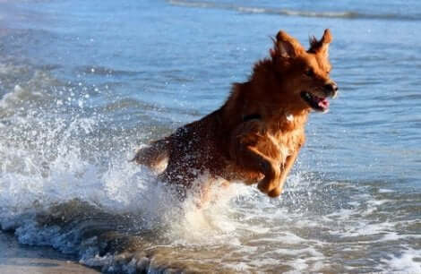 En hund som leker i vannet.