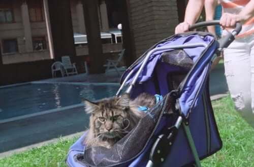 En katt som sitter i en vogn.