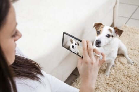 En kvinne som fotograferer en hund.