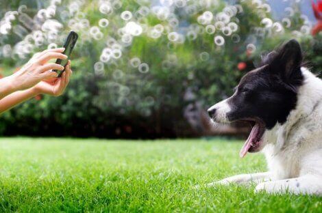En person som fotograferer en hund.
