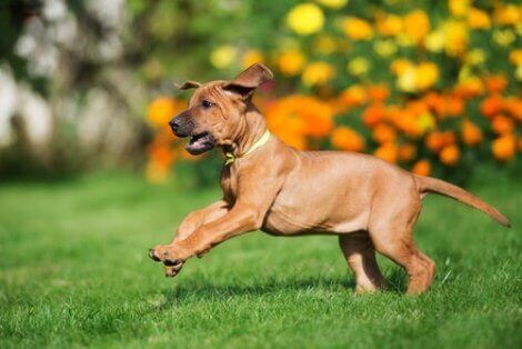 En rhodesian ridgeback-valp som løper på plenen.