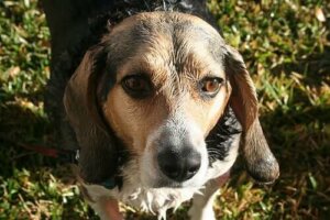 Er det sant at hunder kan lukte frykt?