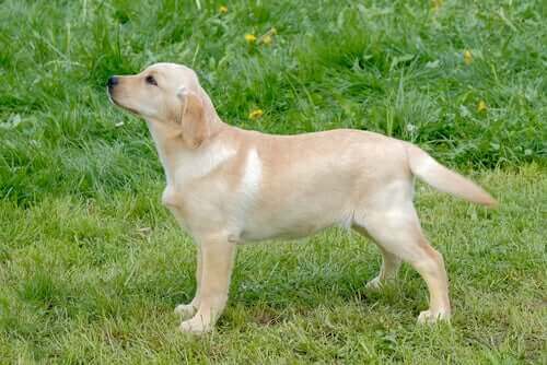 Halekupering: Hvorfor lemleste en hund uten grunn?