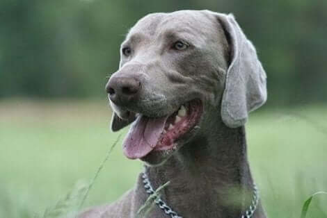 Hodet til en weimaraner. Kilde: Miguelrubiofernandez