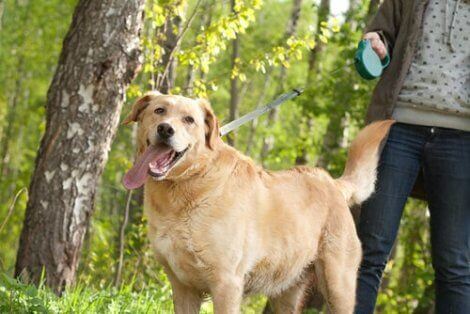 Kan du bruke solkrem på hunden din?