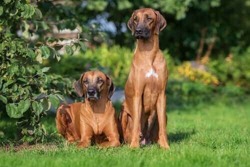 Rhodesian ridgeback: En modig hund