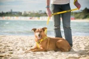 Eier lufter hund på stranden