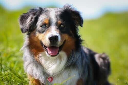 En collie i en eng