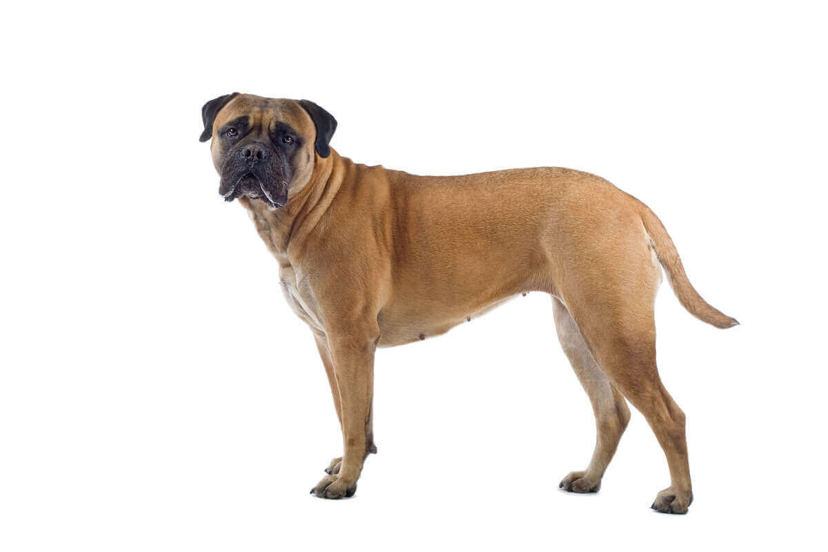 Kroppen og ansiktet til en bullmastiff