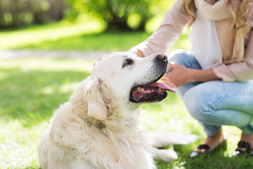En hund som ligger på gresset og blir klappet