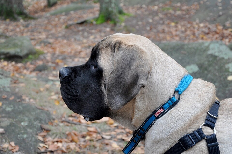 Engelsk mastiff er en av flere typer mastiff