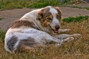 Symptomer på og behandling av leddgikt hos hunder