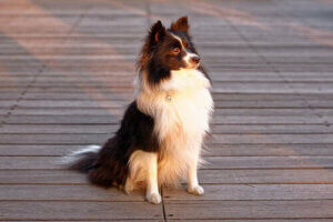 Flass hos hunder: årsaker og behandling