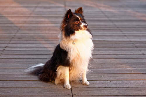 Flass hos hunder: årsaker og behandling