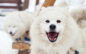 Amazon sier at vi kan snakke med hunder i løpet av et tiår
