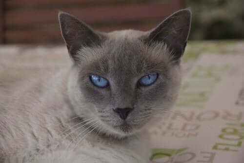 En katt som sitter på et teppe