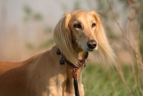 En Saluki