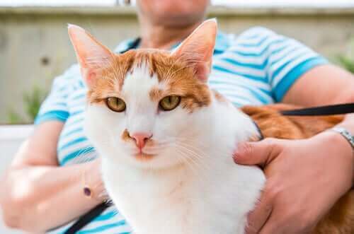 En katt som blir holdt av en kvinne