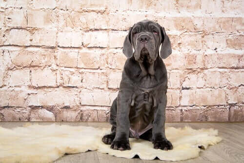 En ung napolitansk mastiff
