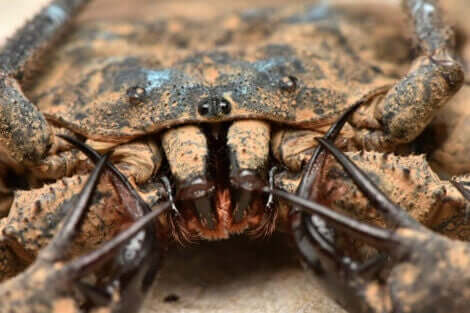 En amblypygid.