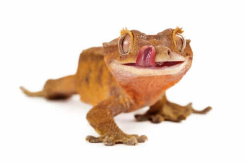 En gekko.