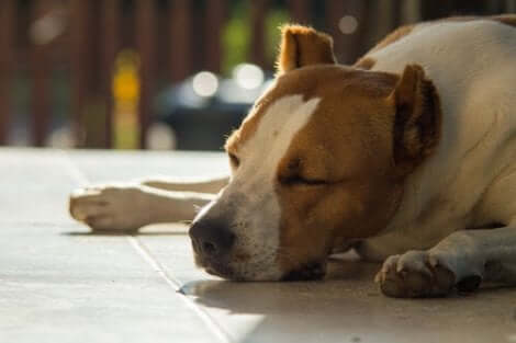 En hund som sover.