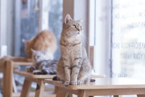 En hunnkatt ved et vindu.