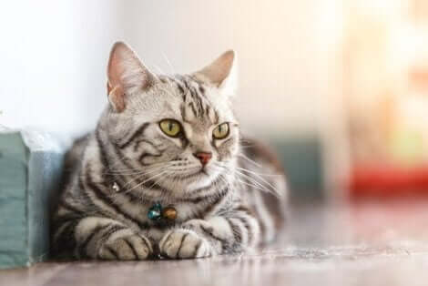 En katt som ligger.