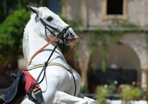 En percheron-hest.